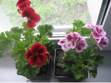 ���������� �����������, 100 ������.