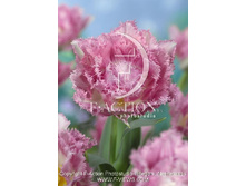 22,88���. ������� ����� ���(�������� ���� �� 10 ��., ����������� ����� 5��.)���17.jpg