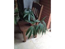 �������� ��������.JPG