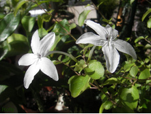 ��������������� ����������.....