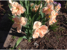 ������� ������� ����