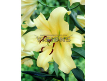 25,04���. ����� �������(�������� ���� �� 7 ��., ����������� ����� 3��.).jpg