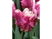 22,14���. ������� ������ ������(�������� ���� �� 10 ��., ����������� ����� 5��.)���17.jpg