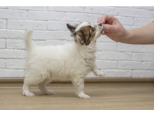 ������ 2 ���.3