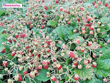 ����������� ��������.jpg