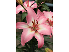 27,12���. ����� ��� �����(�������� ���� �� 5 ��., ����������� ����� 3��.).jpg