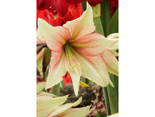 251,1���. ��������� ������ ����(���������� ������ ������ ���������� �� 1 ��.)���17.jpg