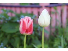 �������� (�ϣ ����)