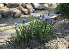 ������� 50� �������