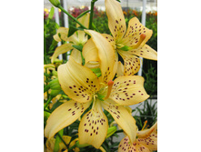 44,6���. ����� ��� ����(�������� ���� �� 5 ��., ����������� ����� 1��.).jpg