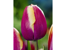 14,71���. ������� ��������(���������� ������ ������ ���������� �� 10 ��.)���17.jpg