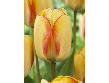 11,74���. ������� ����� �� ������(���������� ������ ������ ���������� �� 10 ��.).jpg