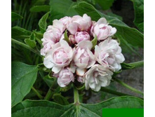 ���� ������������