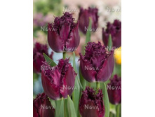 ������� �������.jpg