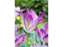 47,26���. ������� Extreme �����(�������� ���� �� 5 ��., ����������� ����� 1��.)���17.jpg