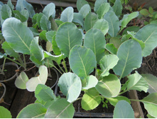 ������� �������