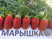 ��������� �������.jpg