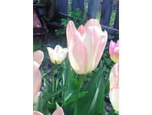 �������� ���� ����