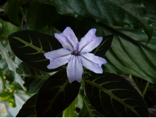 ������� ����