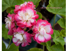 ���������� ����������