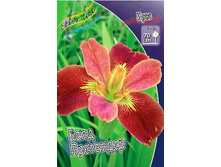 80,3���. ���� (louisiana) ���� ���������(�������� ���� �� 2 ��., ����������� ����� 1��.).jpg