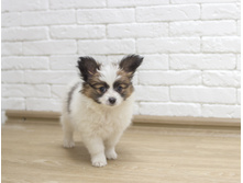 ������ 2 ���.9