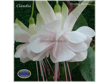 ������ Claudia No204