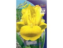 61,5���. ���� (pumila) ������(�������� ���� �� 2 ��., ����������� ����� 1��.).jpg