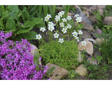 ���������� ������� ����� (�ϣ ����)