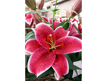 25,84���. ����� ���� ��������(�������� ���� �� 7 ��., ����������� ����� 3��.).jpg