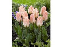 17,68���. ������� ����� ����(�������� ���� �� 10 ��., ����������� ����� 5��.).jpg