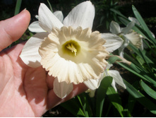 ������� (������ �����)