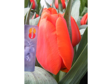 35,77���. ������� ������ ����� �������(�������� ���� �� 7 ��., ����������� ����� 2��.)���17.jpg