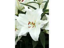 27,76���. ����� ��� ����(�������� ���� �� 5 ��., ����������� ����� 3��.).jpg