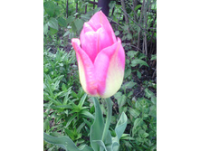 ������� ��������