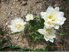 ���� ������