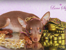 ���� ����� ������ (����)