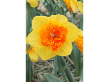 33,54���. ������� ����� ��������(�������� ���� �� 7 ��., ����������� ����� 2��.)���17.jpg