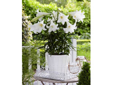 28,24���. ����� ����� �����(�������� ���� �� 5 ��., ����������� ����� 3��.)���17.jpg