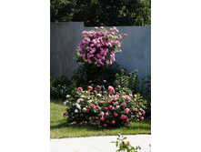 ����� �������� ����.jpg