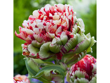 50,96���. ������� ���� ������� ���(�������� ���� �� 5 ��., ����������� ����� 1��.).jpg