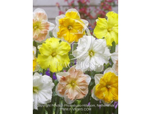 20,65���. ������� �����������, �����(�������� ���� �� 10 ��., ����������� ����� 5��.)���17.jpg