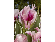 17,24���. ������� ����� ����(�������� ���� �� 10 ��., ����������� ����� 5��.).jpg