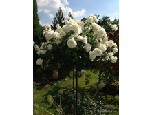 ����� Schneewittchen.jpg