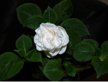 ��������� Silhouette White