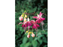 ������ PAULA JANE No125