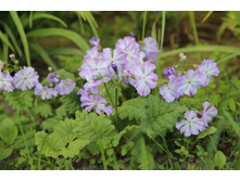 ������� �������� (�ϣ ����)