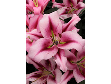 34,9���. ����� ����� ��� �������(�������� ���� �� 3 ��., ����������� ����� 1��.).jpg