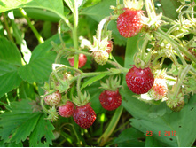 ��������� ��������� 100� �������