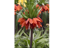 113,65���. ����������� ������ ����(�������� ���� �� 2 ��., ����������� ����� 1��.)���17.jpg